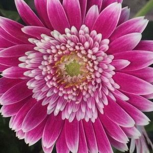 Meet your Posher, Leehem